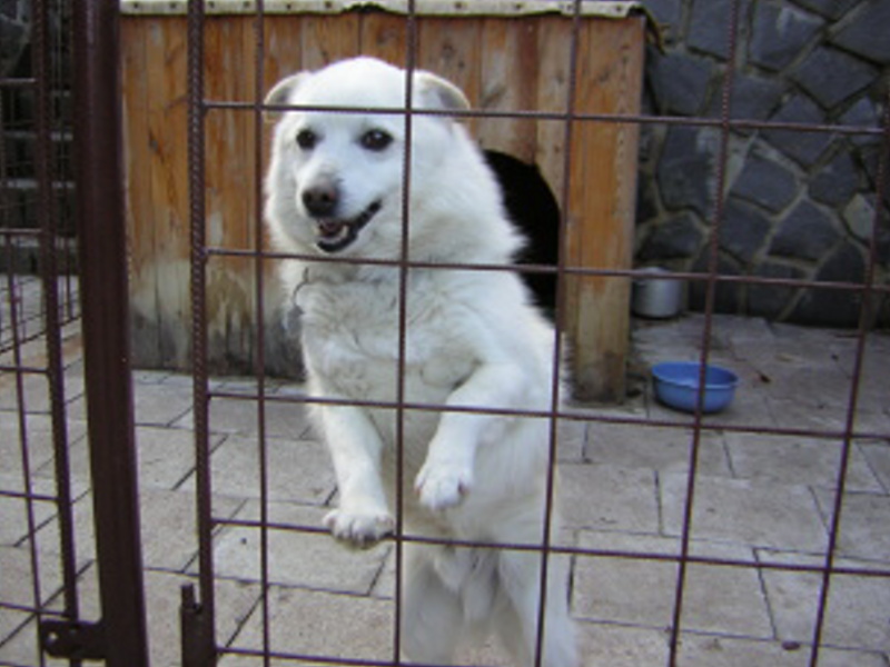Naši pejsci-03-2005-23.jpg