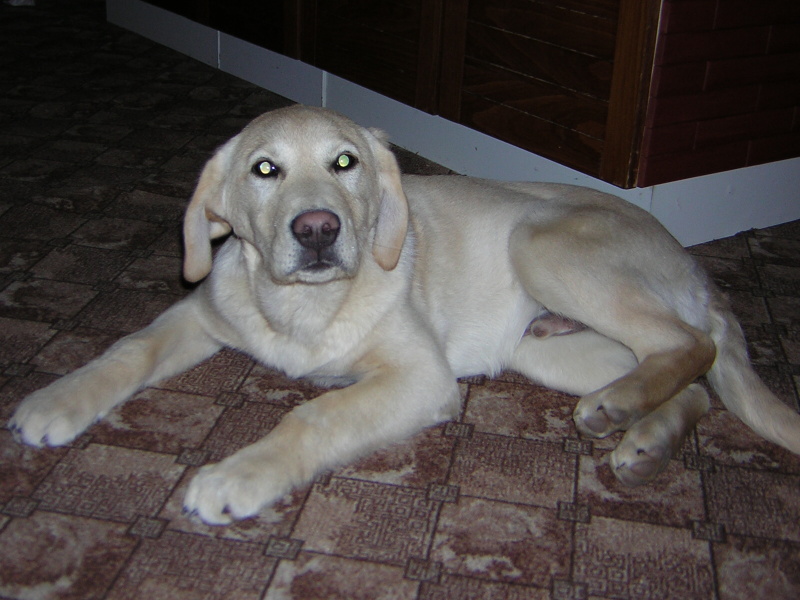 Naši pejsci-02-2005-13.jpg