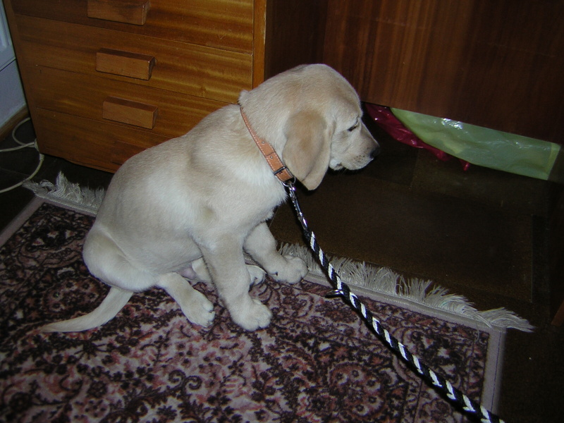 Naši pejsci-12-2004-109.jpg
