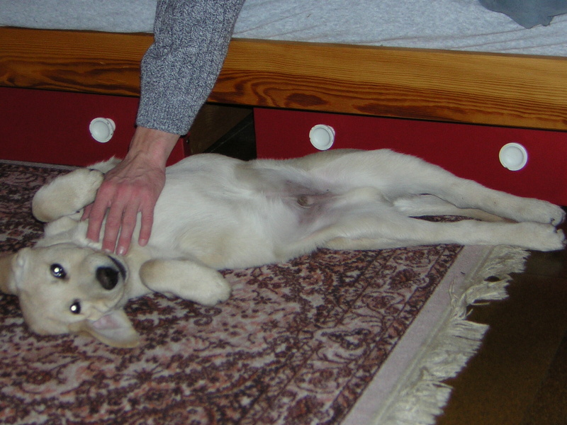 Naši pejsci-12-2004-111.jpg