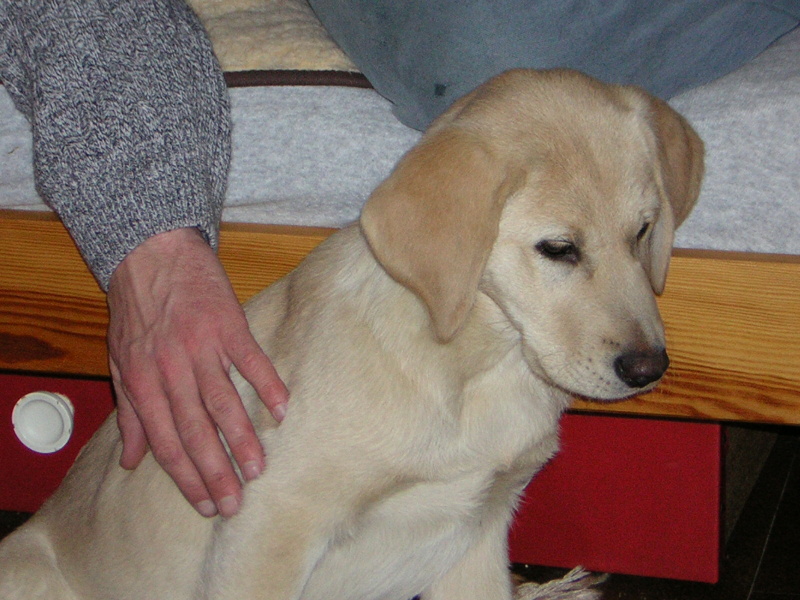 Naši pejsci-12-2004-89.jpg