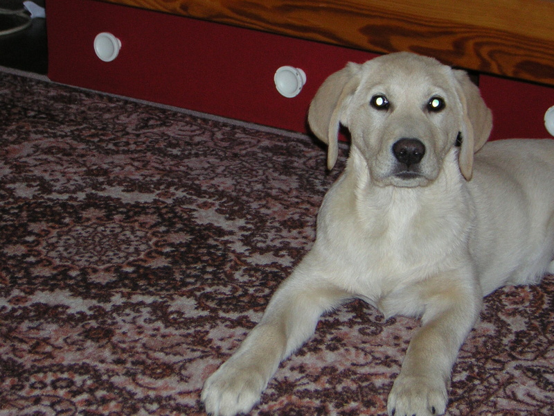 Naši pejsci-12-2004-113.jpg
